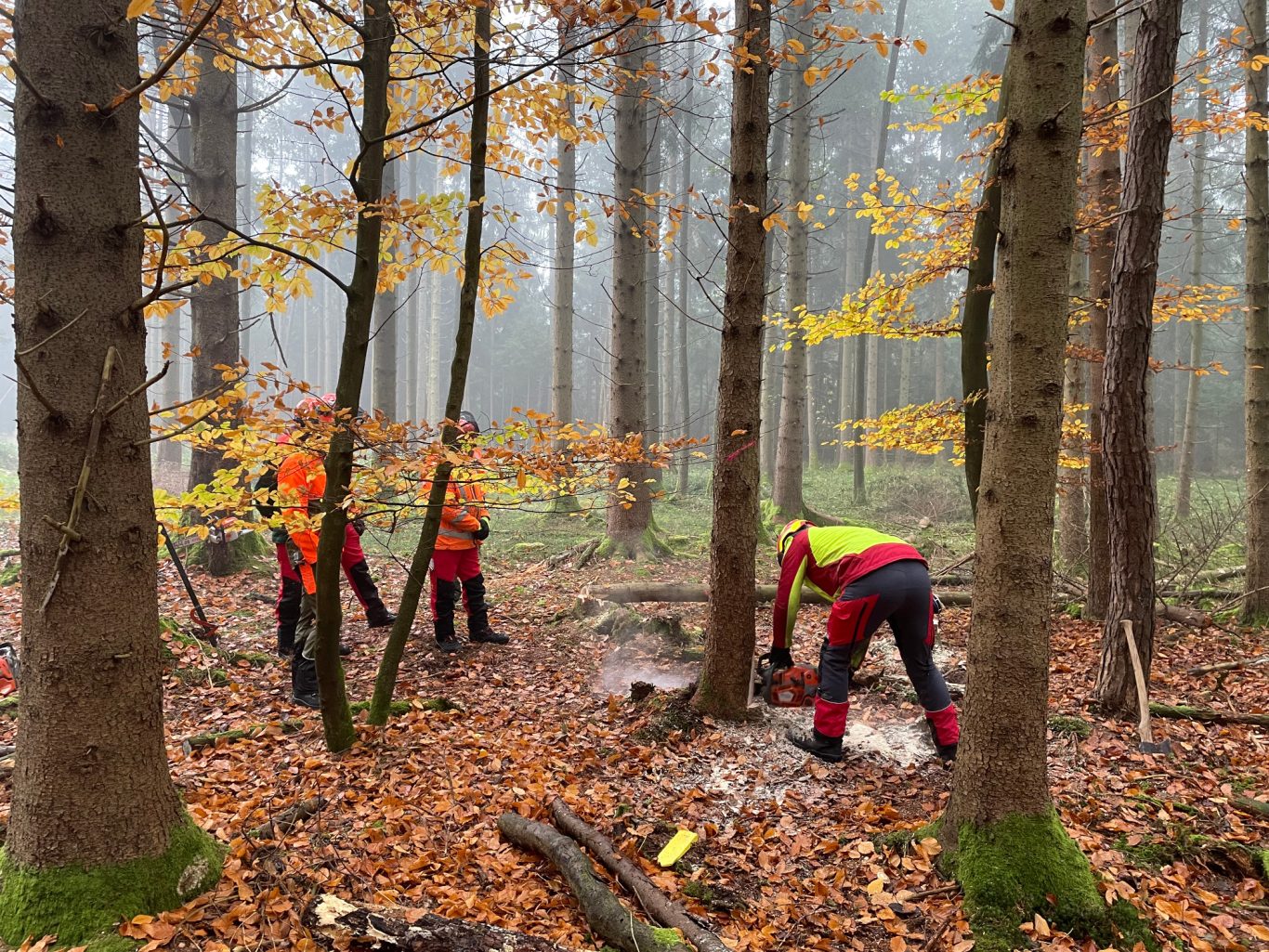 Baumfällung Motorsägenkurs Modul-A Arbeiter im Wald mit orangefarbenen und gelben Schutzanzügen bei Holzernte.